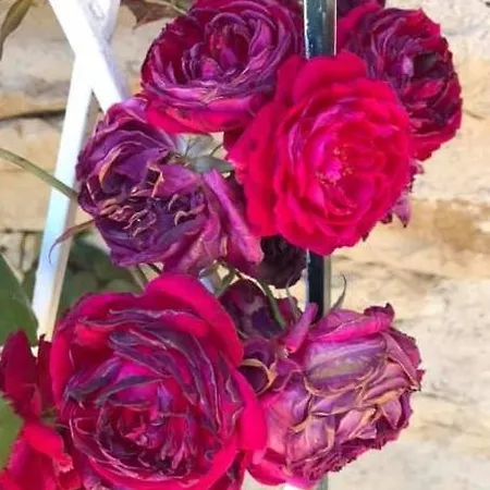 Domaine Du Colombier, La Renaissance * Larroque (Tarn)