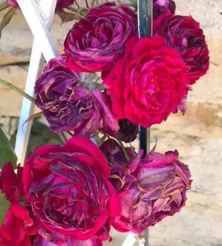 Domaine Du Colombier, La Renaissance * Larroque (Tarn)